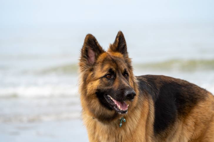 Un gros plan d’un King Shepherd au pelage noir et feu au bord de l’eau