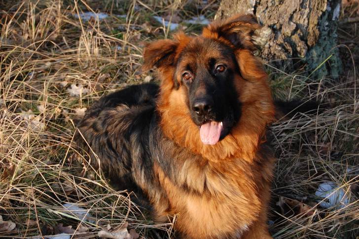 Un king Shepherd au pelage noir et feu allongé dans l’herbe