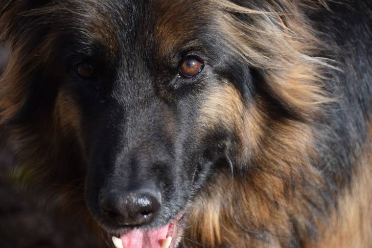 Un gros plan du regard d’un King Shepherd au pelage noir et feu