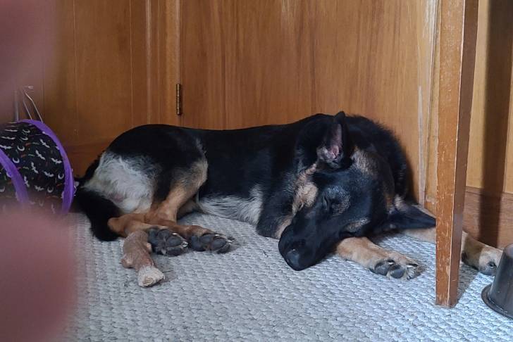 Un King Shepherd au pelage tricolore, allongé sur un tapis et qui semble dormir