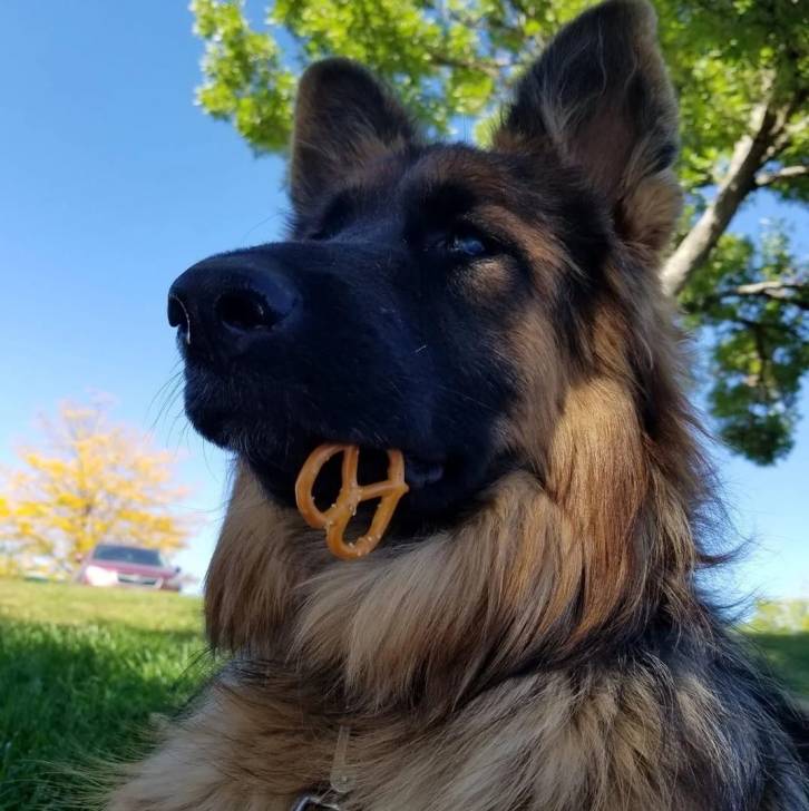 Un King Shepherd au pelage bicolore , portant un collier autour du cou