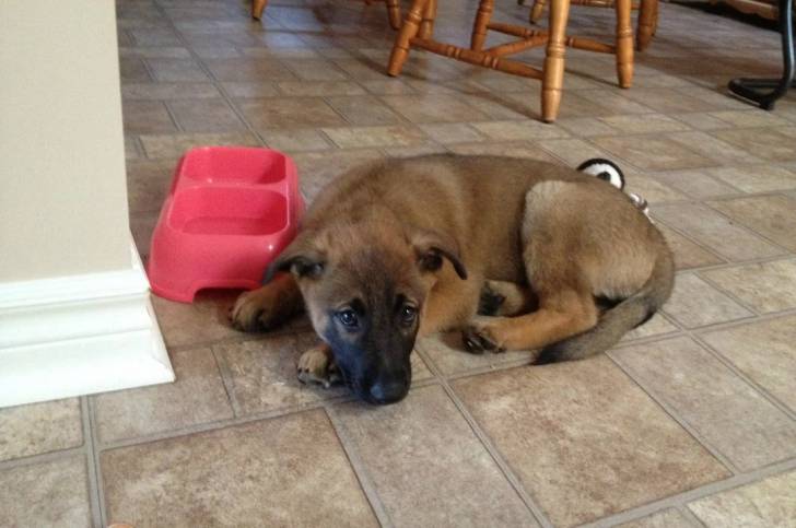 Un King Shepherd au pelage fauve et au masque noir , allongé sur un sol carrelé