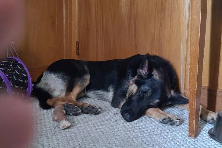 Un King Shepherd au pelage tricolore, allongé sur un tapis, dans une pièce et semblant dormir