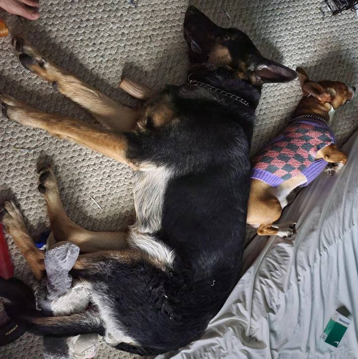 Un King Shepherd au pelage tricolore, allongé sur un lit et semblant dormir