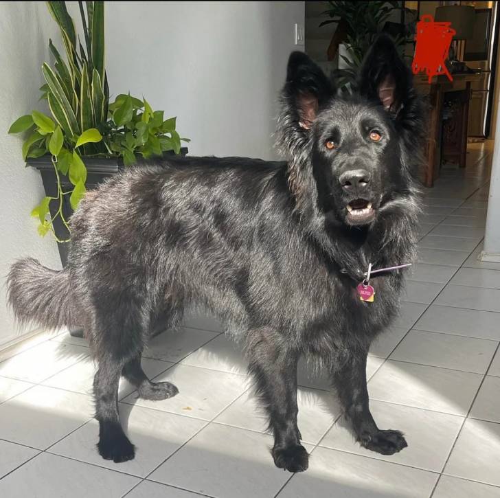 Un King Shepherd au pelage noir, portant un collier au cou et ayant la gueule ouverte