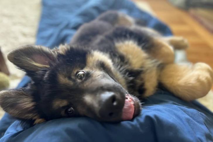 Un King Shepherd au pelage bicolore, allongé sur une couverture et ayant la gueule ouverte