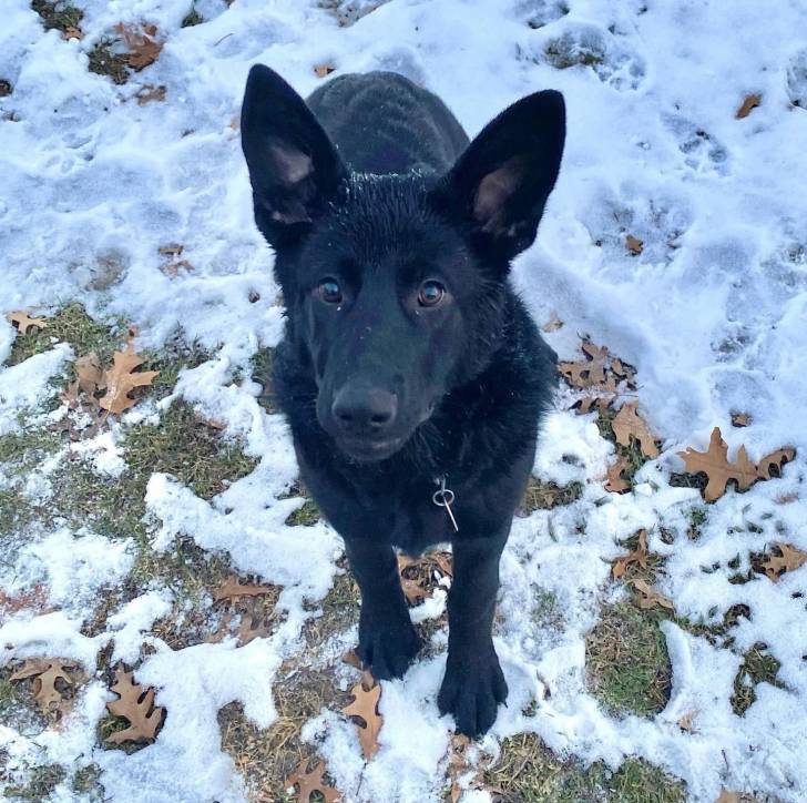 Un King Shepherd au pelage noir, sur une surface enneigée portant un collier au cou