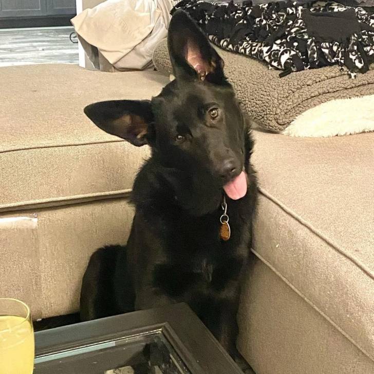 Un King Shepherd au pelage noir, inclinant la tête et portant un collier autour du cou.