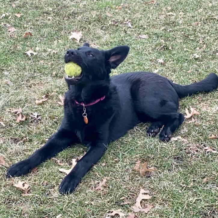 Un King Shepherd allongé sur un terrain herbeux, tenant une balle dans sa gueule et portant un collier autour du cou