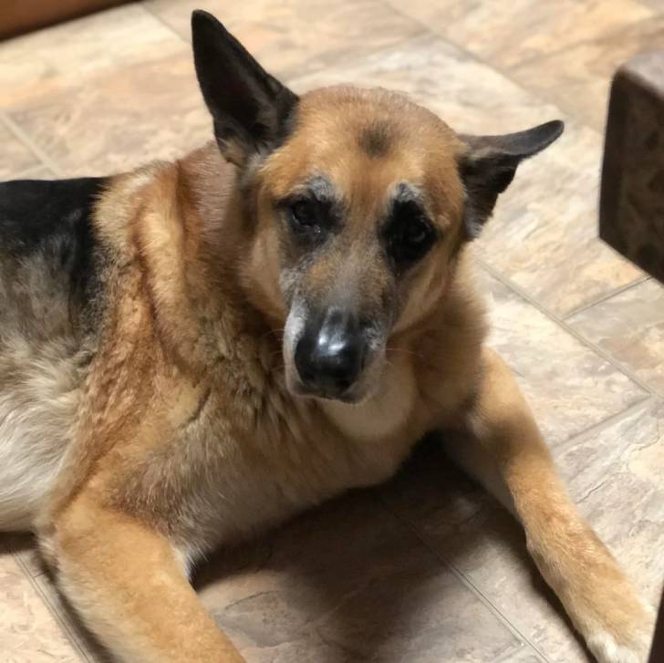 Un King Shepherd au pelage tricolore, allongé sur un sol carrelé et regardant la caméra