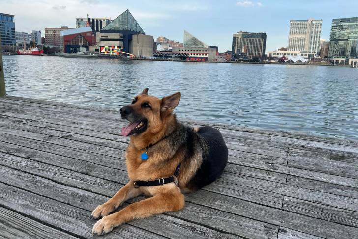 Un King Shepherd allongé sur un plancher et portant un collier autour du cou