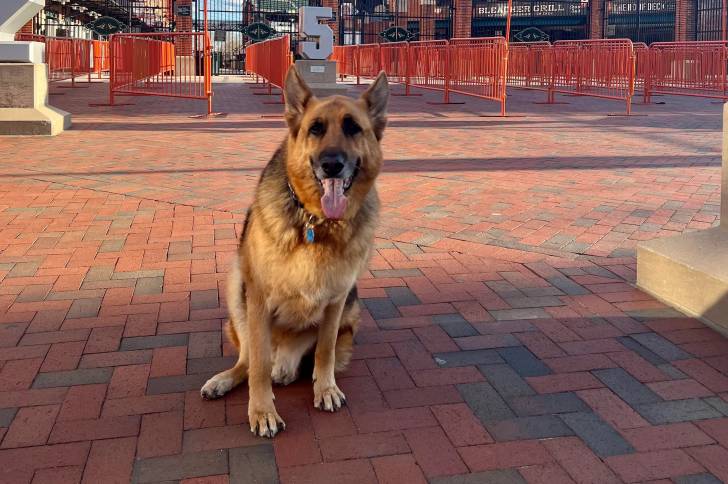 Un King Shepherd assis et portant un collier autour du cou