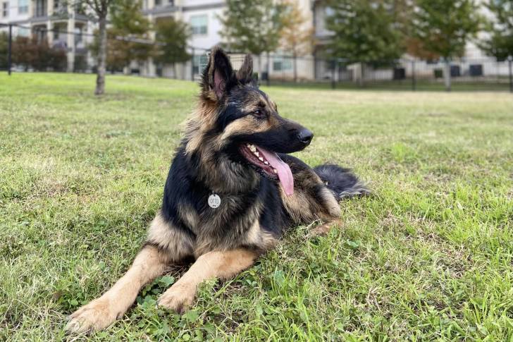 Un King Shepherd allongé sur un terrain herbeux ayant la langue pendante et portant un collier autour du cou