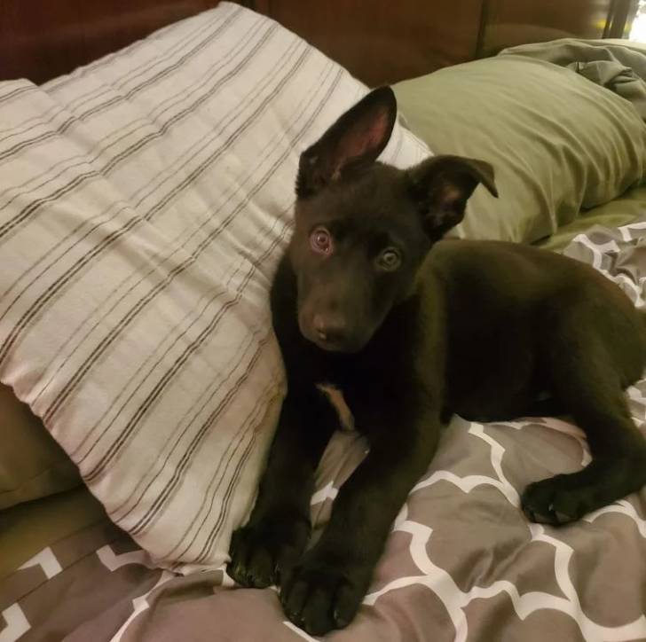 Un petit King Shepherd au pelage bicolore , allongé dans un lit et fixant la caméra.