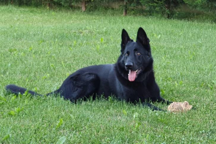 Un King Shepherd au pelage noir, allongé sur une pelouse, et tirant la langue.