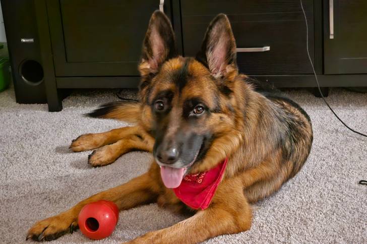 Un King Shepherd au pelage bicolore, allongé sur un tapis et portant un foulard rouge autour du cou