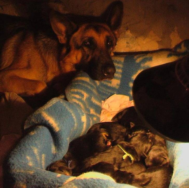 Un King Shepherd au pelage fauve, allongé dans un canapé et semblant veiller sur ses chiots