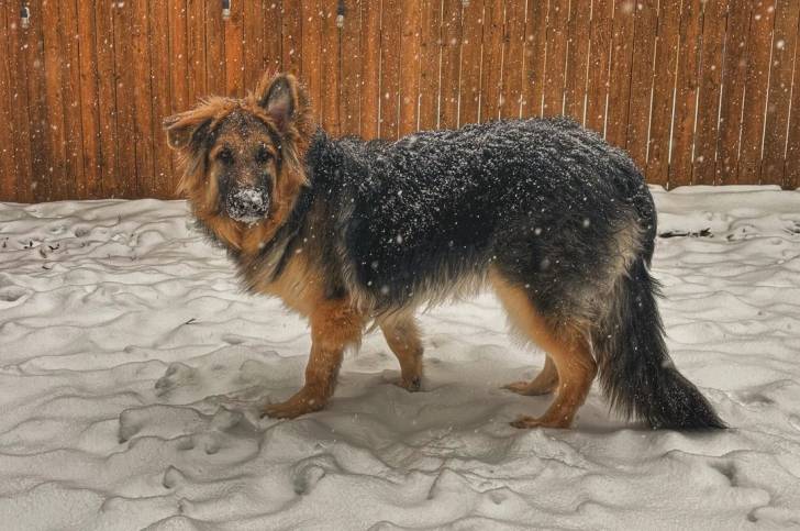 Un King Shepherd au pelage bicolore, debout sur une surface enneigé et ayant un peu de neige sur la truffe