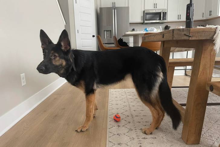Un King Shepherd au pelage bicolore, dans une cuisine et portant un collier noir autour du cou