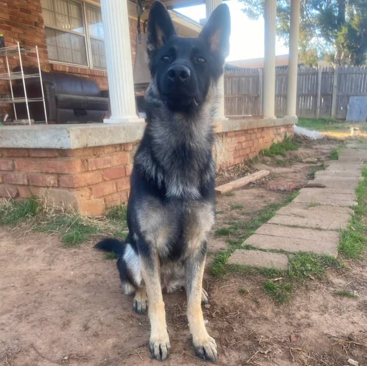 Un King Shepherd au pelage bicolore , assis sur une surface sableuse et regardant la caméra