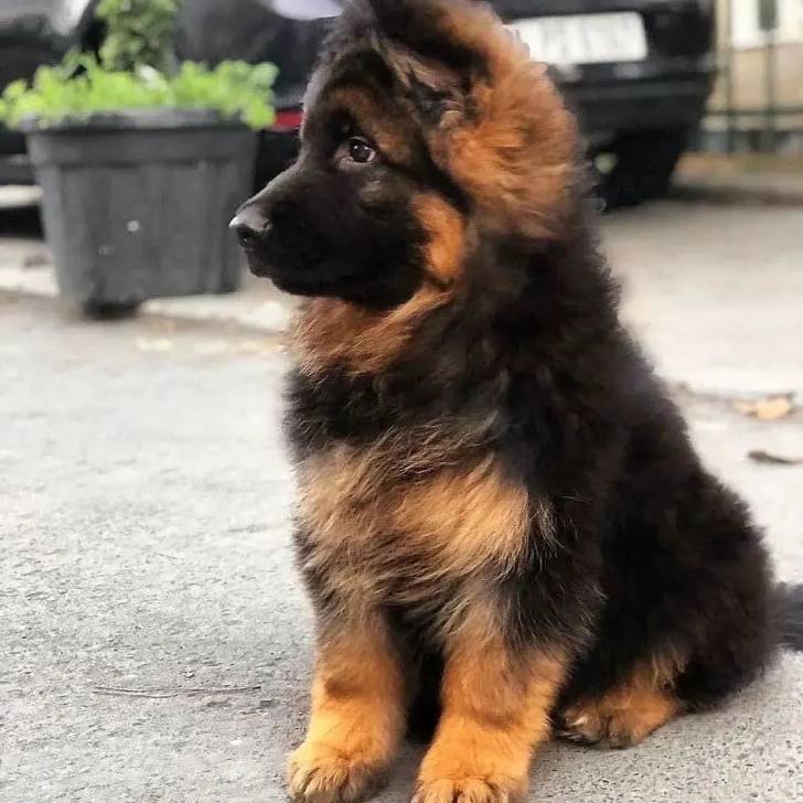 Un King Shepherd au pelage bicolore , assis sur un sol en béton et tournant la tête de côté.