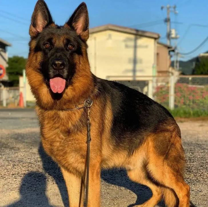 Un King Shepherd au pelage bicolore, debout sur une route, la langue légèrement pendante et portant une laisse.