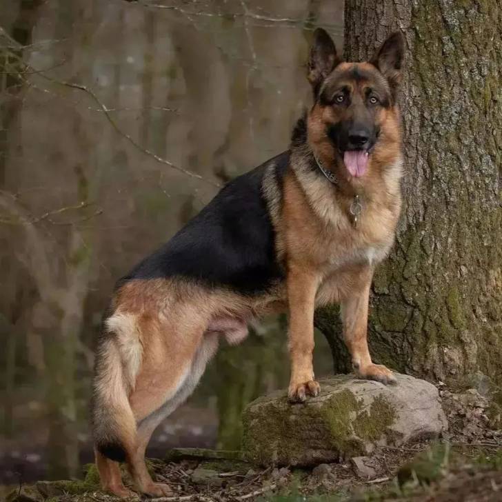 Un King Shepherd au pelage bicolore , debout sur une pierre , la langue pendante hors de sa gueule et portant un collier autour du cou