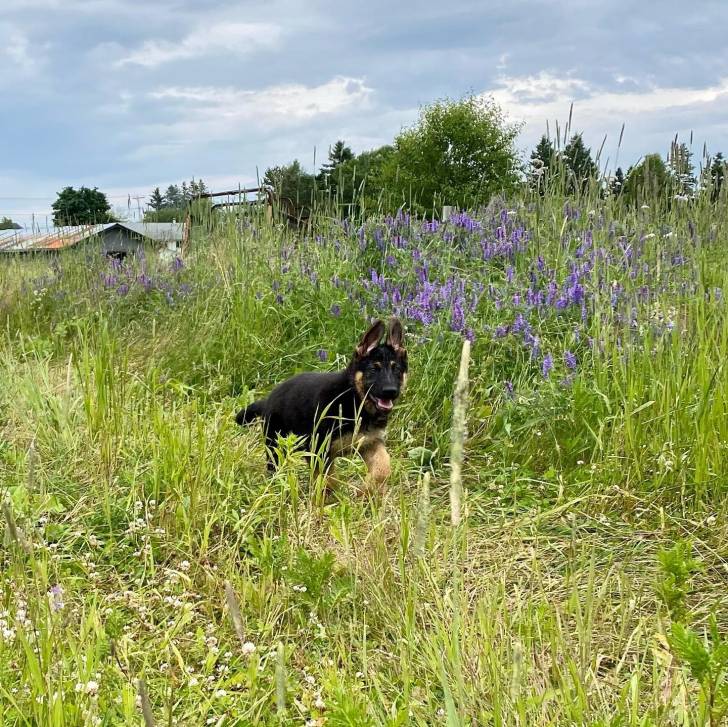 Un King Shepherd au pelage bicolore , courant sur un terrain herbeux , la langue pendante hors de sa gueule