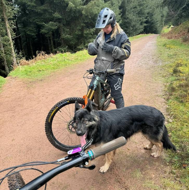 Un King Shepherd au pelage bicolore , debout sur un sentier sableux en tirant la langue hors de sa gueule