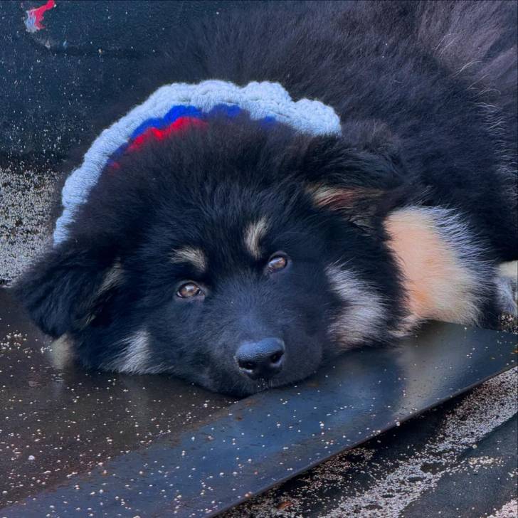 Un King Shepherd au pelage bicolore , allongé en regardant la caméra et portant un élastique autour du cou