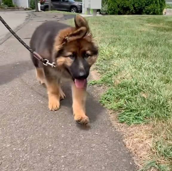 Un King Shepherd au pelage bicolore , marchant sur un trottoir , la langue pendante hors de sa gueule et tenu en laisse