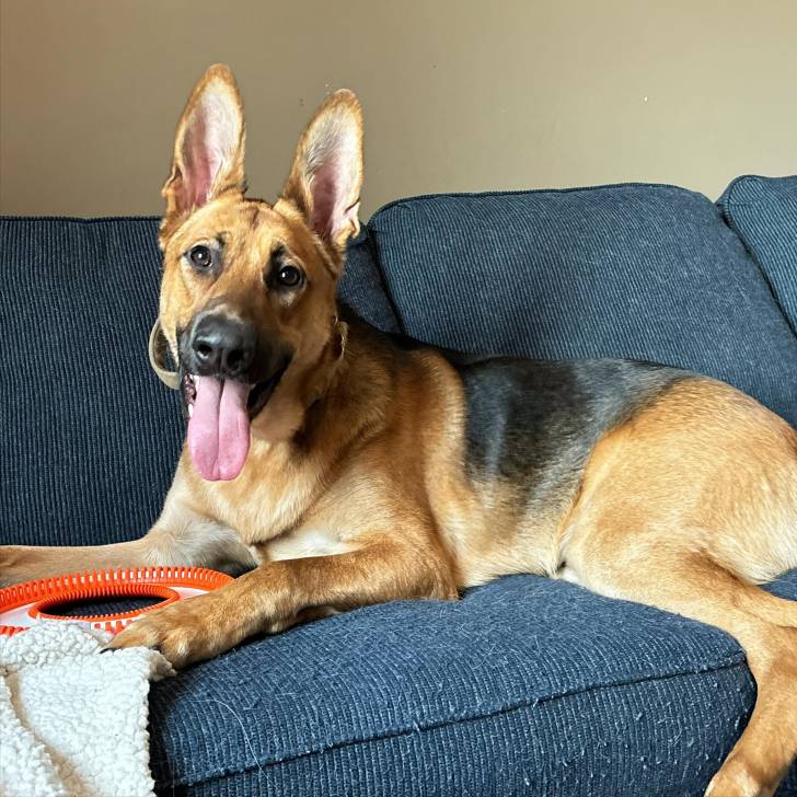 Un King Shepherd au pelage bicolore et aux oreilles dressées , allongé sur un canapé la langue pendante hors de sa gueule et portant un collier autour