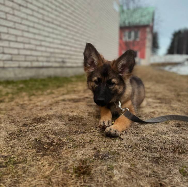 Un King Shepherd au pelage bicolore , allongé sur un terrain herbeux et tenu en laisse  