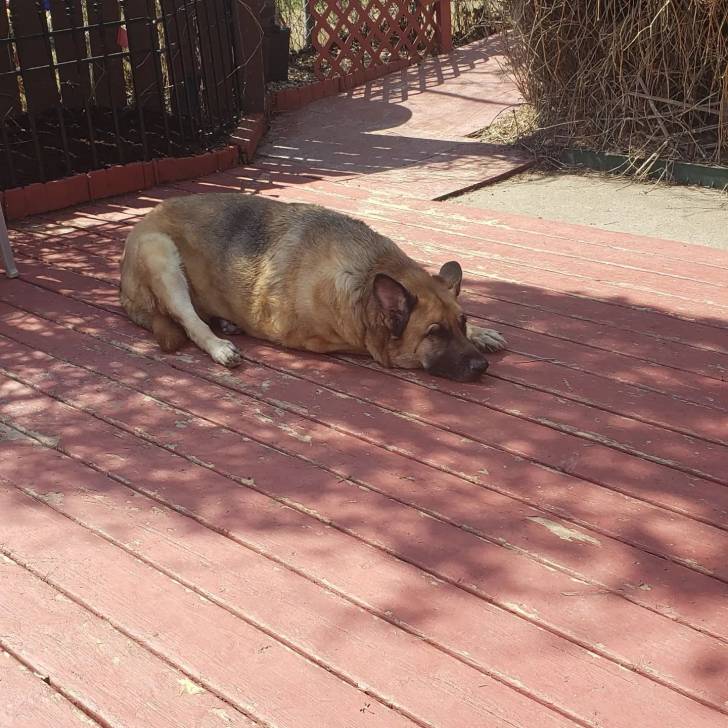 Un King Shepherd au pelage bicolore , allongé sur un sol en béton et semblant détendu 