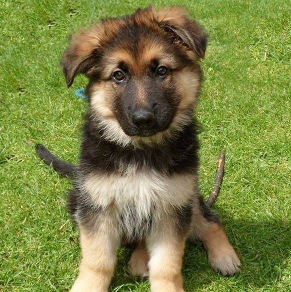 Un King Shepherd au pelage tricolore , assis sur une pelouse et fixant la caméra 