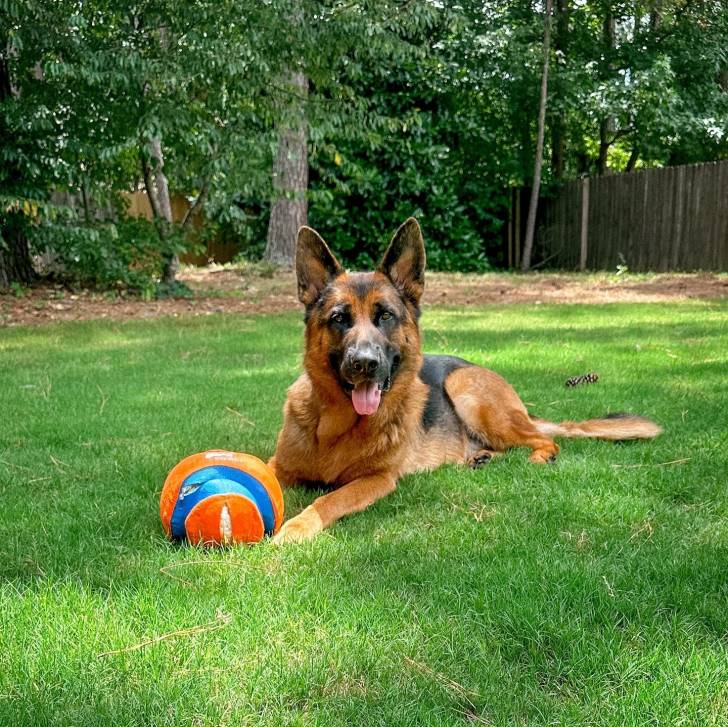 Un King Shepherd au pelage bicolore , allongé sur une pelouse , la langue pendante hors de sa gueule et fixant la caméra