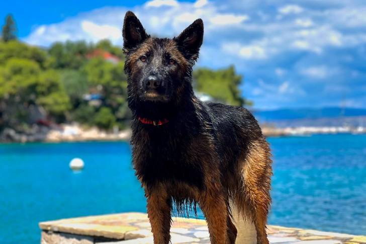 Un King Shepherd au pelage mouillé, portant un collier autour du cou.