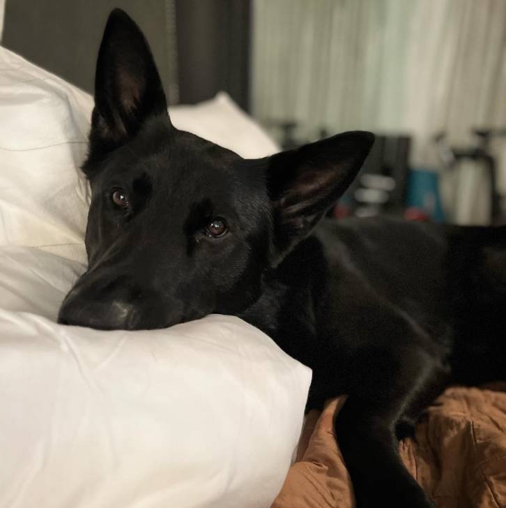Un King Shepherd au pelage noir , allongé la tête posée sur un oreiller et fixant la caméra 