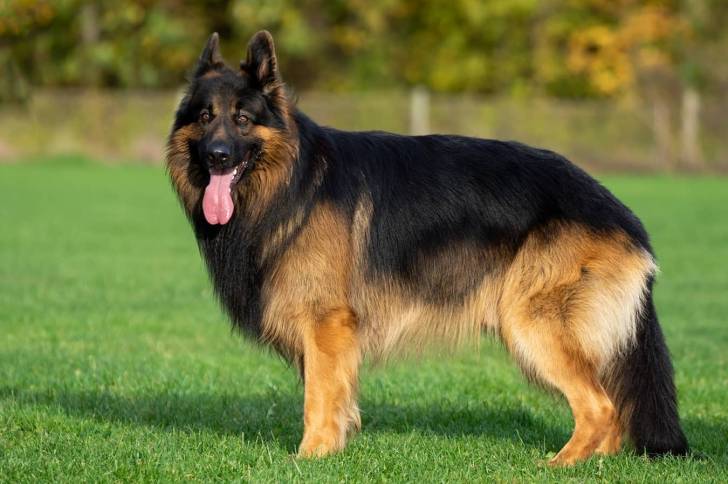Un King Shepherd au pelage bicolore , debout sur une pelouse en fixant la caméra et tendant la langue 