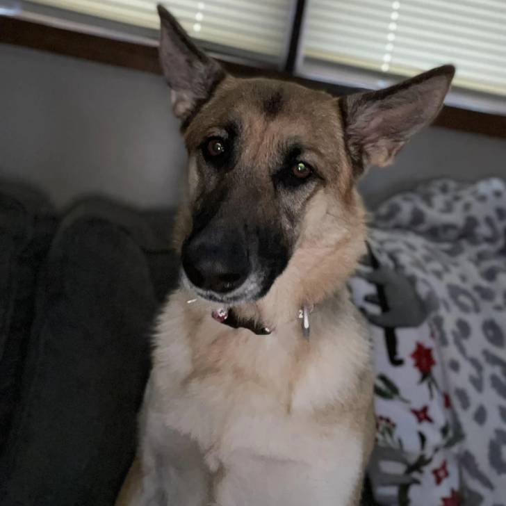 Un King Shepherd au pelage bicolore , assis dans un canapé et portant un collier autour du cou 