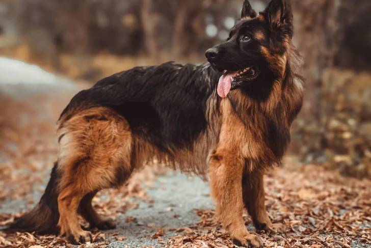 Un King Shepherd au pelage bicolore, sur un sentier couvert de feuilles mortes et tirant la langue.