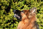 Un King Shepherd de profil au pelage noir et feu