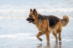 Un King Shepherd au pelage noir et feu, portant un collier vert et marchant le long d’une plage 