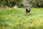 Un King Shepherd au pelage noir et feu, marchant dans un jardin