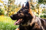 Un King Shepherd au pelage noir et feu, allongé dans un jardin