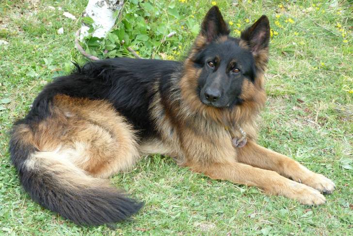 Un King Shepherd au pelage noir et feu, allongé dans l’herbe