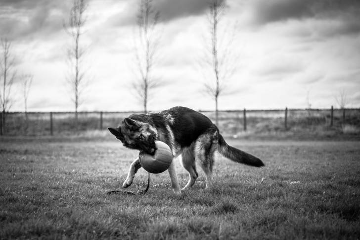 Un King Shepherd jouant avec un ballon dans un champ