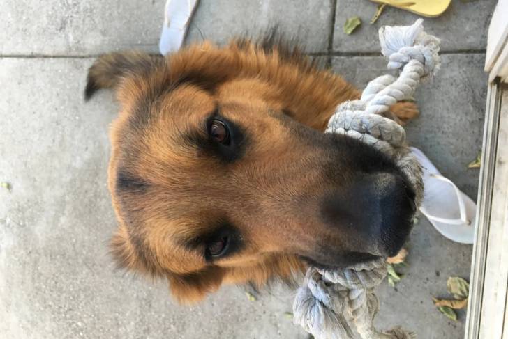 Prise de haut d'un King Shepherd au pelage bicolore, tenant une corde dans sa gueule 