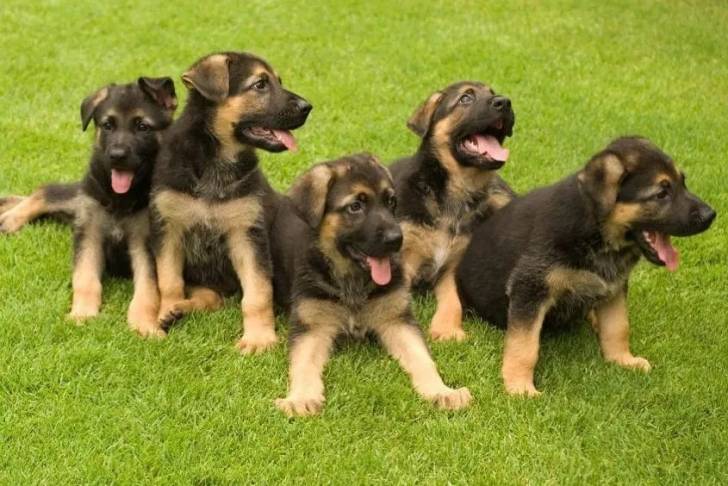 Cinq King Shepherd au pelage bicolore, allongé sur l’herbe, la langue pendante.