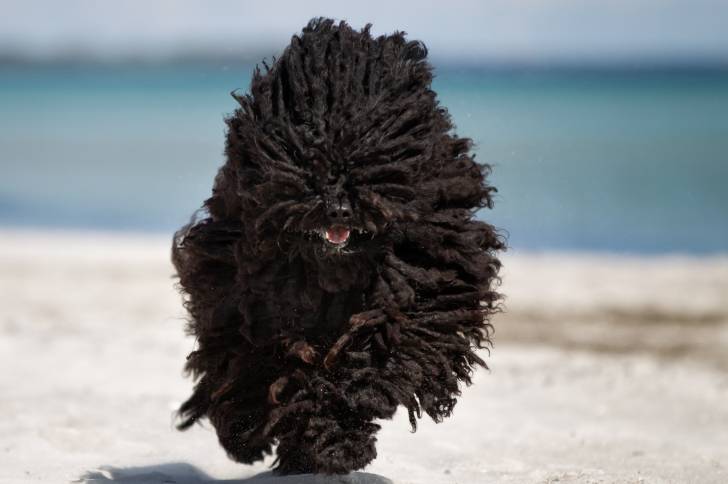 Un chien Puli noir court sur la plage